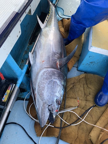 2021年7月松前津軽海峡クロマグロ釣りツアー！